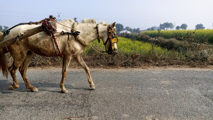 Ethiopian horse on the way. 