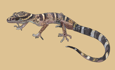 Drawing grown gecko, beautiful, art.illustration, vector