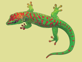 Drawing green gecko, beautiful, art.illustration, vector
