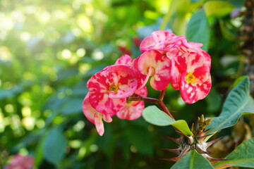 Beautiful pink and red Poi Sian flowers blooming in the garden for summer, valentine's day prop or spring background.