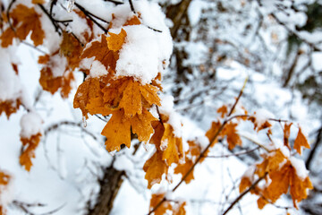 Snow Scapes on a sunny day