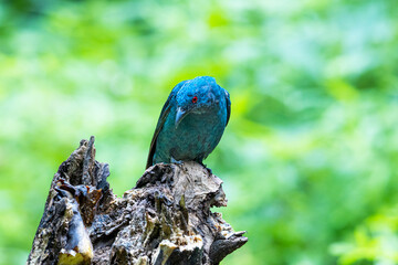 The Asian Fairy-bluebird on a branch