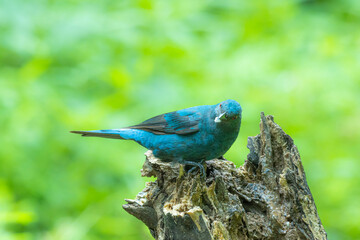The Asian Fairy-bluebird on a branch