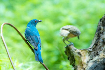 The Asian Fairy-bluebird on a branch