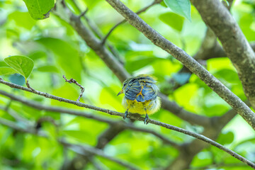 The Orange-bellied Flowerpecker on a branch
