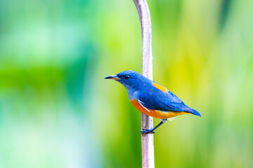 The Orange-bellied Flowerpecker on a branch