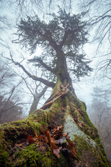 ローアングル　大木