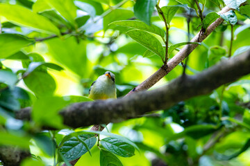 The Orange-bellied Flowerpecker on a branch