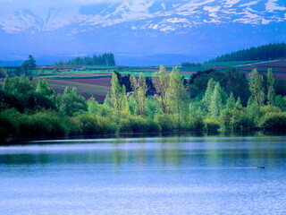 Fototapeta premium 新緑と湖（美瑛町）