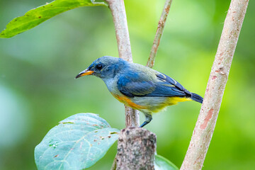 The Orange-bellied Flowerpecker on a branch