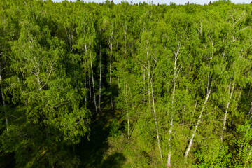 View of the tops of trees from a height, a birch forest with bright green foliage