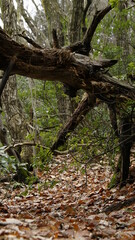 fallen tree in the forest