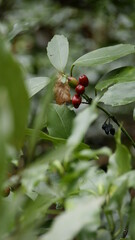 wild strawberry on a bush