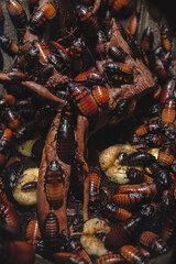 madagascar red cockroaches