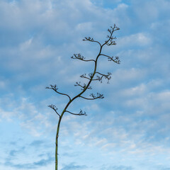 Century plant blooming with beautiful sky background