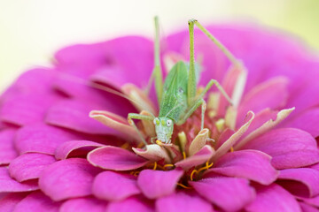Grasshopper 