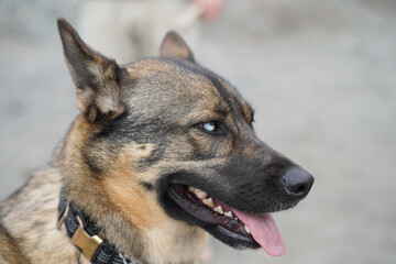 Dog Portrait - Siberian Husky Shepherd
