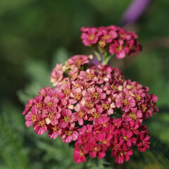Obraz premium Strawberry Yarrow Macro 