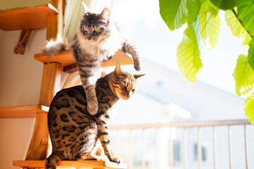 キャットタワーのベンガル猫とサバトラ猫