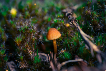 Macro Mushroom 