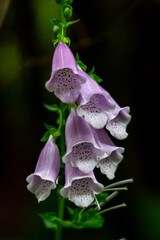 Fox Glove