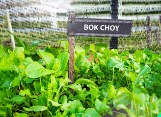 Bok choy vegetable in the farm - close up with light effect - 562600310