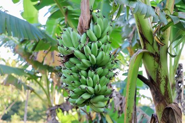 bananas on the tree, organic bananas, gardening, export agricultural products of Thailand
