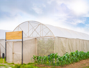 Garden in Polythene tunnel tent with beautiful sky - 562600390