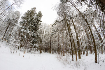 Trees and ground covered with snow in a park on a winter day