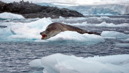 Fototapeta premium Leopard seal (Hydrurga leptonyx) on an iceberg at Kinnes Cove, Joinville Island, Antarctica