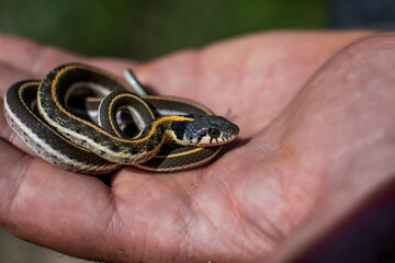 snake in hand
Black-necked garter snake from southeast Arizona 