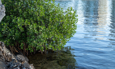 Green Hawaii Mangrove Plant with Brown Roots Growing in the Ocean.