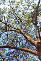 Landscape the big tree with nature background