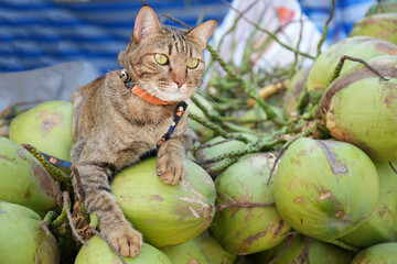 Cat lying on the coconut bunch with looking