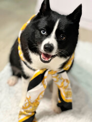 beautiful princess pomsky brazil bonnie bicolor scarf versace fashion