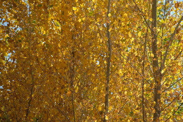 Glowing autumn cottonwoods - obrazy, fototapety, plakaty