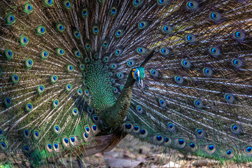 Obraz premium Male peafowl dancing with it's beautiful feathers spread out.
