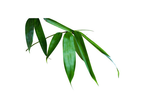 bamboo leaves bamboo leaves green leaves isolated white background fresh green bamboo leaves just like zen A single object has a cut path.