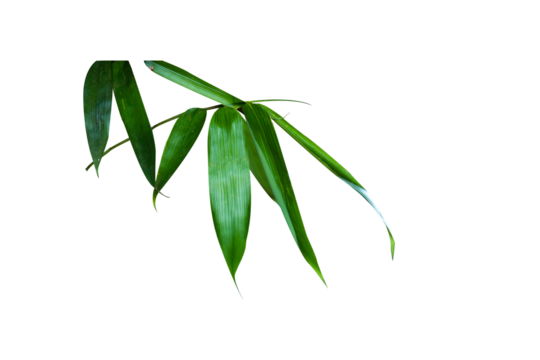 bamboo leaves bamboo leaves green leaves isolated white background fresh green bamboo leaves just like zen A single object has a cut path.