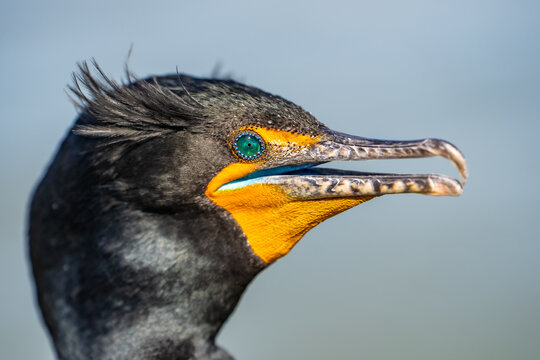Close-up of a Double-crested cormorant (Phalacrocorax Auritus)