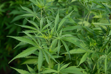Cannabis stiva or Cannabis indica hemp farm green plant field with beautiful sunshine