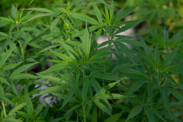 Cannabis stiva or Cannabis indica hemp farm green plant field with beautiful sunshine
