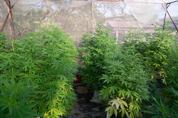 marijuana leaves cannabis plants a background