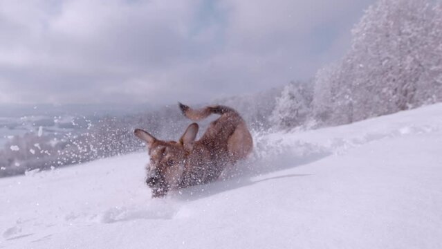 CLOSE UP: Sweet brown mixed breed dog running in deep fresh snow after snowball. Cute furry doggo enjoys jumping around snow-covered garden in wintertime. Amazing snowy winter day in the countryside.