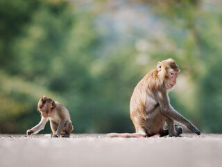 Naklejka premium Portrait Macaca, little monkey and mother on the road in natural forest park, It looks for scraps of food on the ground and hungry, outdoor, Khao Ngu Stone Park, Thailand. Free space for text input.