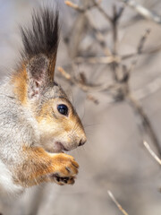 The squirrel with nut sits on tree in the winter or late autumn. Portrait of the squirrel close-up