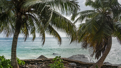 Fototapeta na wymiar Beautiful palm trees on the ocean. Sprawling green leaves and curved trunks against a background of blue sky, clouds, turquoise water. Seychelles. Mahe