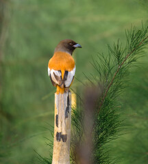 The rufous treepie also known as  Harichacha is a treepie, native to the Indian Subcontinent .
