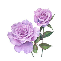 Watercolor Painting of Purple Rose