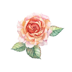 Orange Rose Watercolor Painting